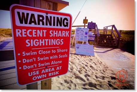 Great White Shark Cape Cod. Recent shark sightings on Nauset Beach in Orleans.