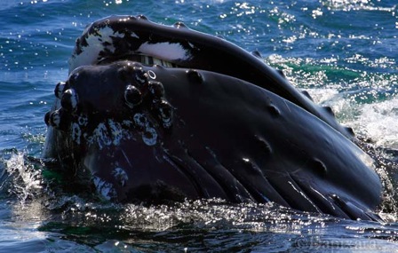 Humpback Whale Face