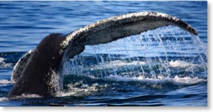 unframed print wildlife photos humpback whale tail