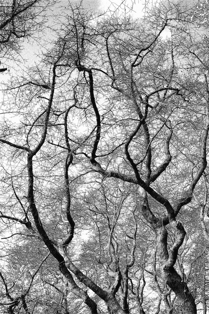 black and white photography trees. Black and white photography