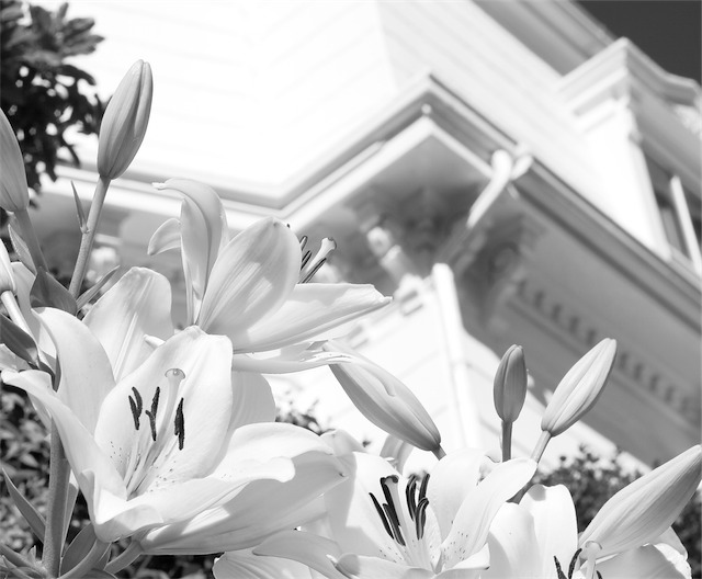 black and white photography flowers. Black and White floral