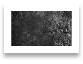 collage image title