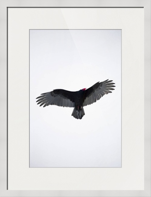 American Turkey Vulture on Contemporary White Frames