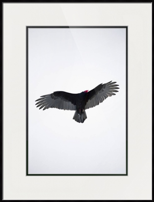 American Turkey Vulture Frames with Modern Lines