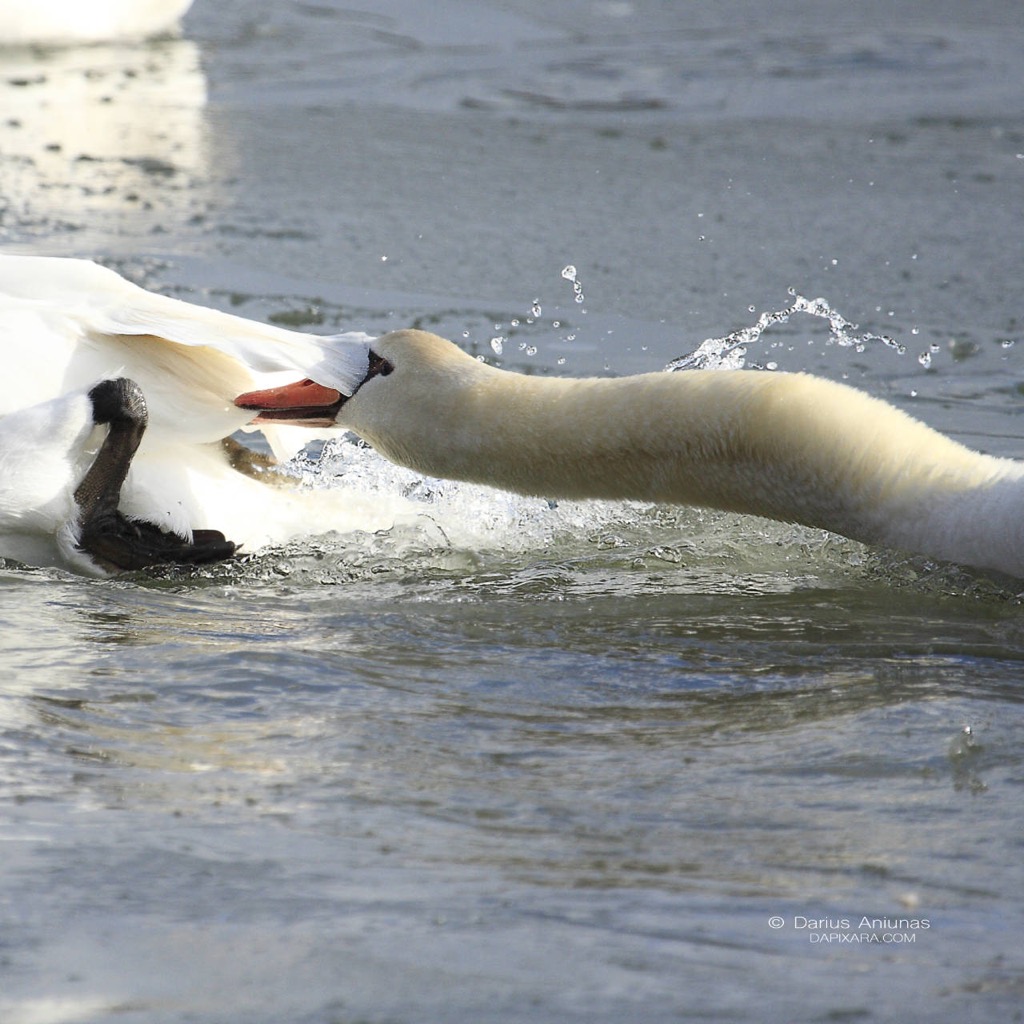 angry-birds-of-cape-cod-swan