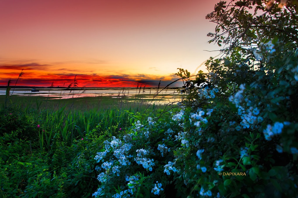 Today's blooming sunrise from Cape Cod National Seashore in Eastham.  Cape Cod National Seashore, Eastham, Massachusetts. © Dapixara.