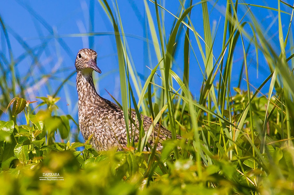 Bird finds the best place to hide from Memorial Day crowds. Dapixara photography.