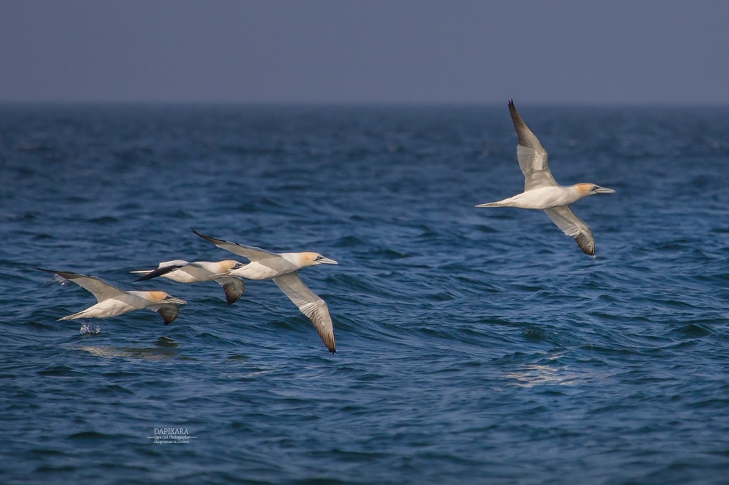 Cape Cod National Seashore birds. Dapixara photography https://dapixara.com