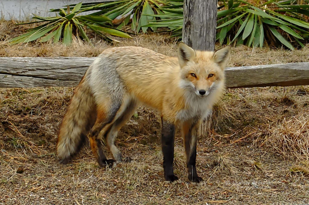 cape-cod-national-seashore-wildlife-fox