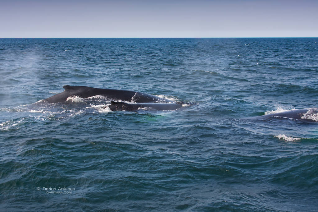 cape-cod-national-seashore-wildlife-whales-provincetown