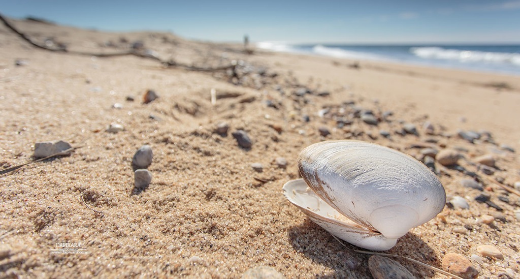 Happy National Seashell Day! 