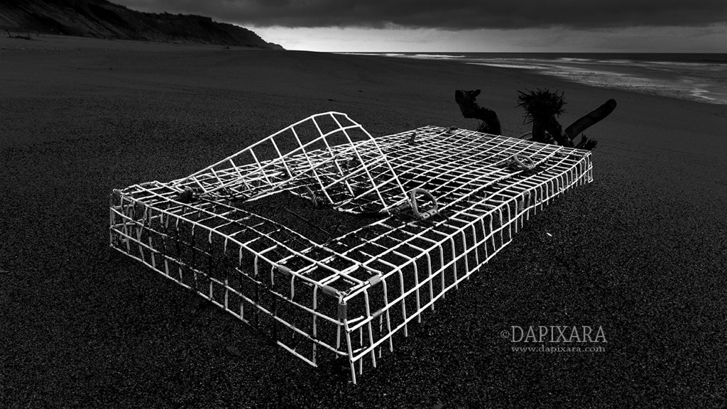 Lobster just escaped from trap. Coast Guard beach, Eastham, MA. Black-and-white photography by Dapixara.