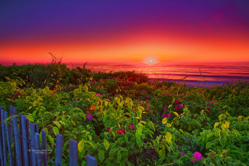 Cape Cod travel guide :: Nauset Light beach sunrise and Rosa Rugosa.