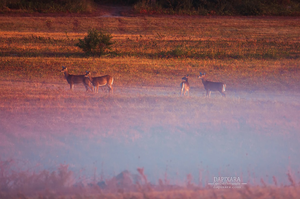 Cape Cod wildlife. Deer in the fog, Cape Cod National Seashore. Photographer Dapixara https://dapixara.com