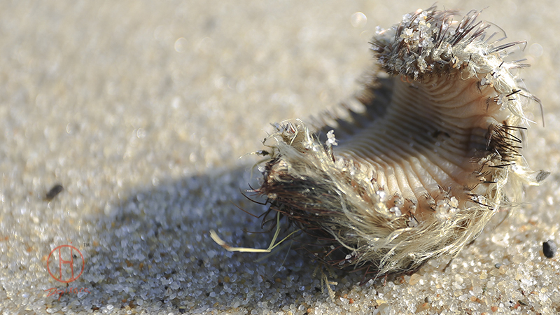 Cape Cod Sea Creature found on Truro beach