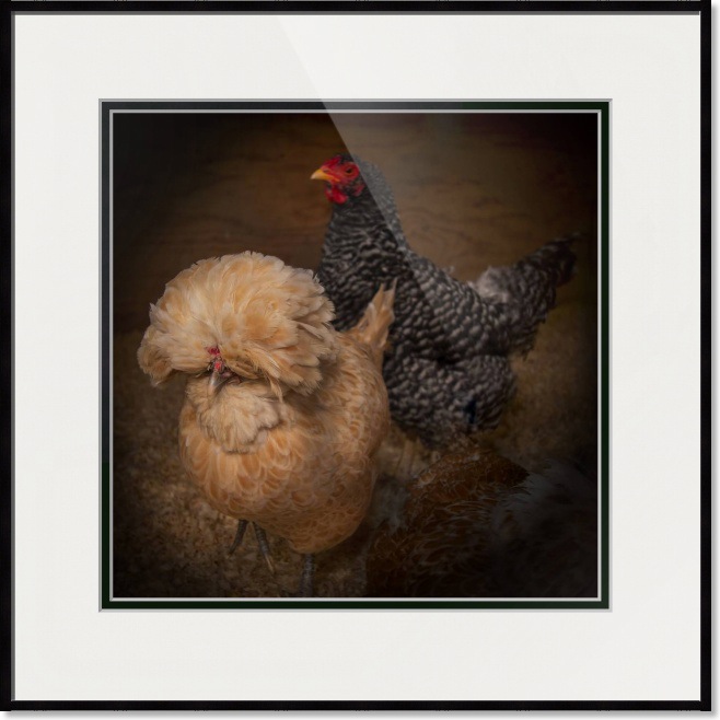 Chicken_Portrait_Framed_Print_For_Sale