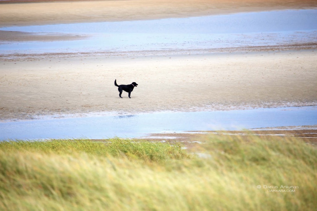 dogs who digs cape cod dog riendly beaches