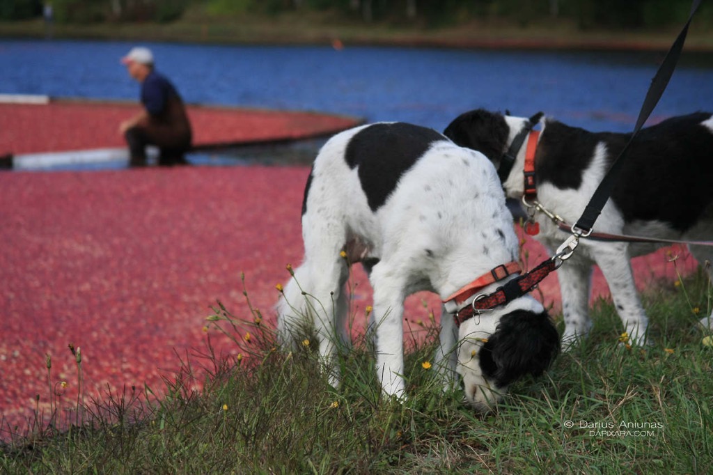 dogs who digs cape cod cranberry harwest helpers