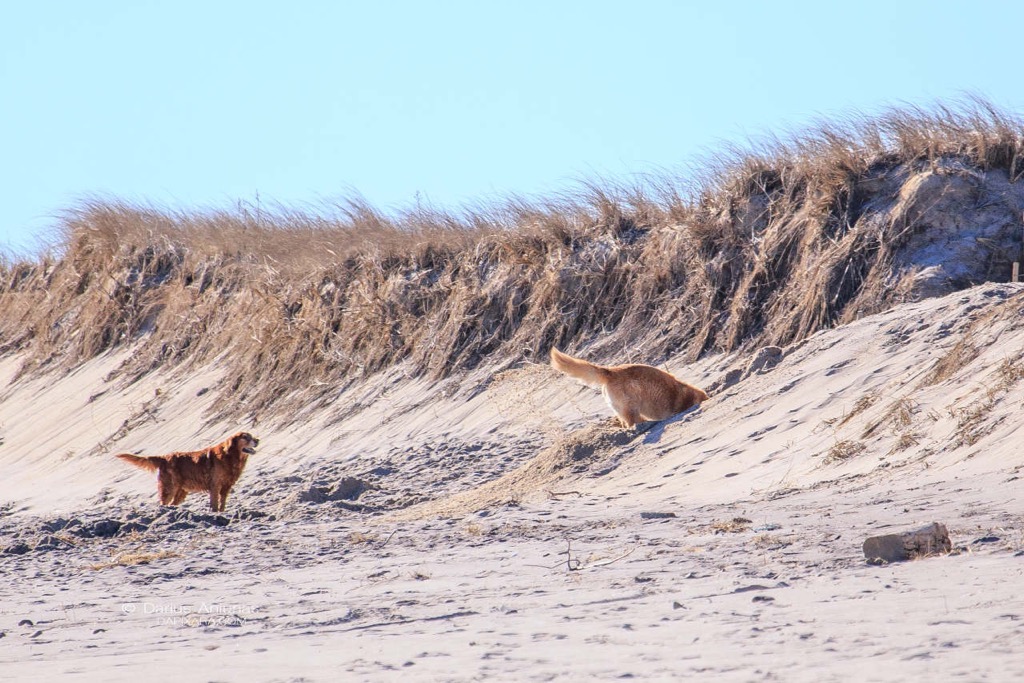 dogs who digs cape cod nauset beach