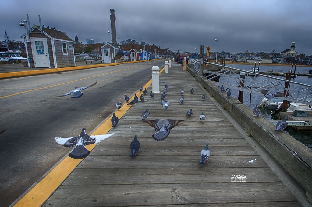 Visited some crying doves today in Provincetown. Dapixara photos https://dapixara.com