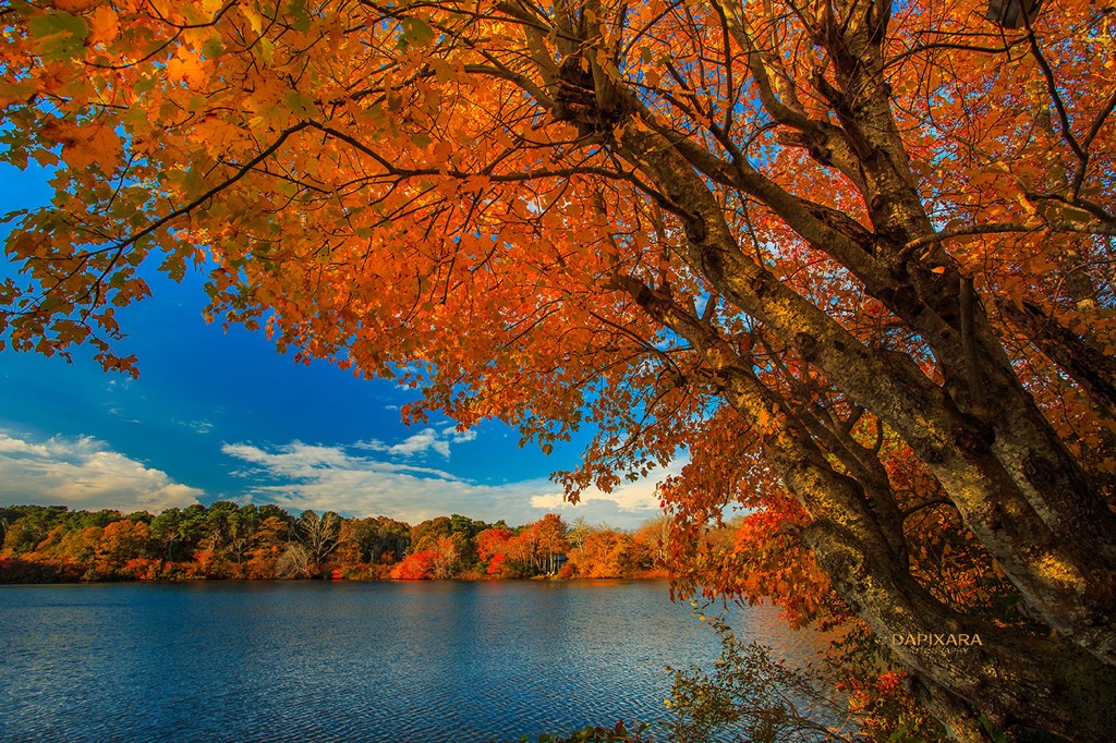 Fall is in the air! Fall foliage in Eastham, Massachusetts today. © Dapixara.