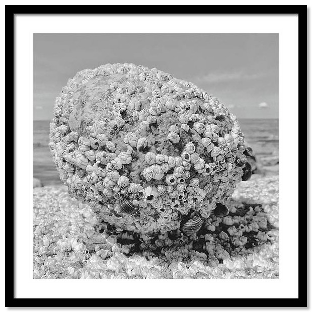 framed black and white photography ocean life