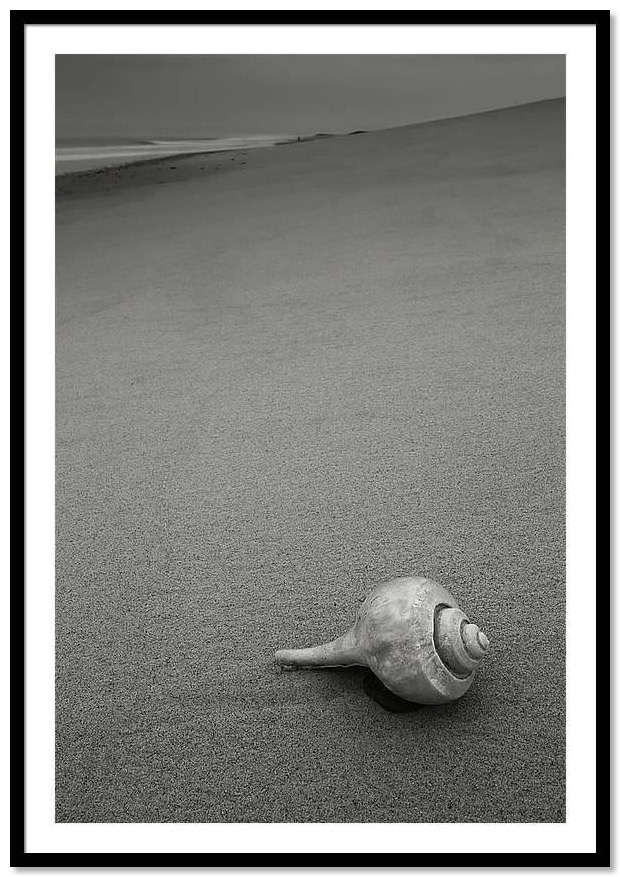 framed black and white photography - shell on the beach.