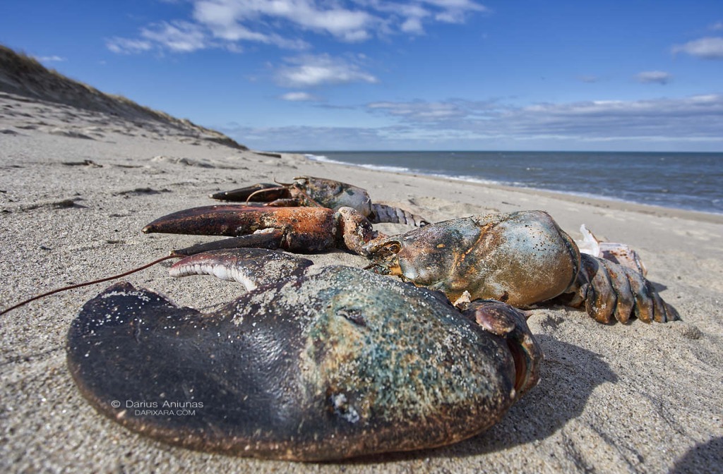giant-lobster-on-lecount-hollow-beach-wellfleet Giant Lobster washed ashore on LeCount Hollow beach in Wellfleet, Cape Cod.