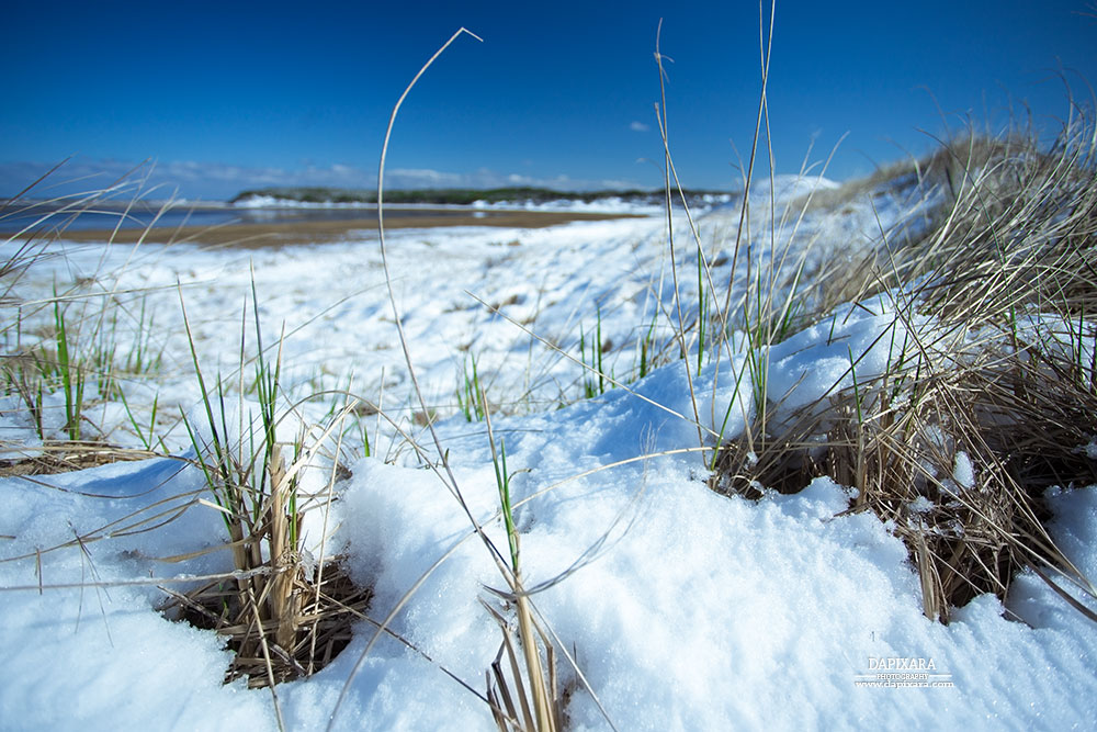 Great Island Wellfleet Unexpected Winter Weather. Beach grass and snow. Dapixara photography.