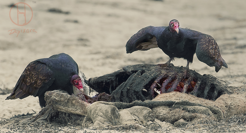Cape Cod birds, Turkey Vulture