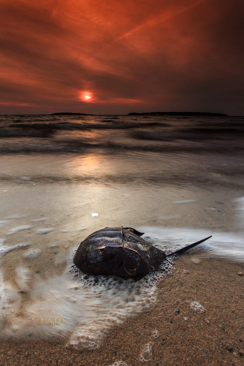 Horseshoe Crab and sunset at Wellfleet beach.  Indian Neck Beach, Wellfleet, Cape Cod, MA. © Dapixara pictures.
