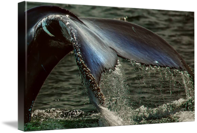 Humpback-Whale-Fluke humpback, whale, fluke, tail, fin, mammal, moby dick, legend, sea, whales, ocean, provincetown, close up, art, photo art, dapixara, fine art photography, wild life, animals,