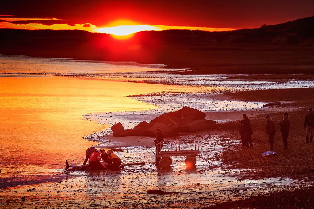 Dolphins that became stranded in Wellfleet were rescued today at sunset by IFAW. Photo by Dapixara. https://dapixara.com