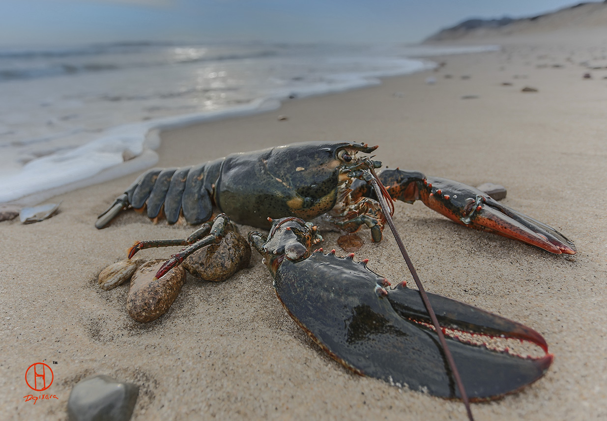 Giant lobster found on the Newcomb Hollow beach