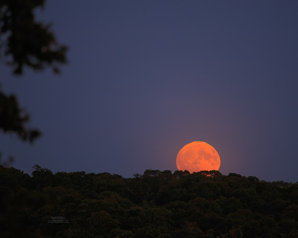 Moonrise Over Wellfleet Supermoon. Moonrise over Wellfleet tonight. Near Full Moon 99.8% ( Waxing Gibbous ) Moon Distance: 223094 October 15, 2016 Supermoon. Dapixara photography https://dapixara.com