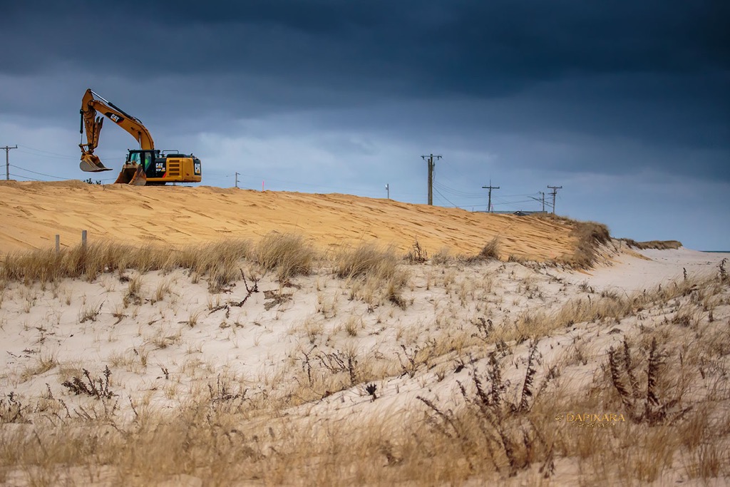 Nauset beach news. Nauset beach, Rebuilding the dunes, January 10, 2019. © Dapixara Cape Cod photos and news.