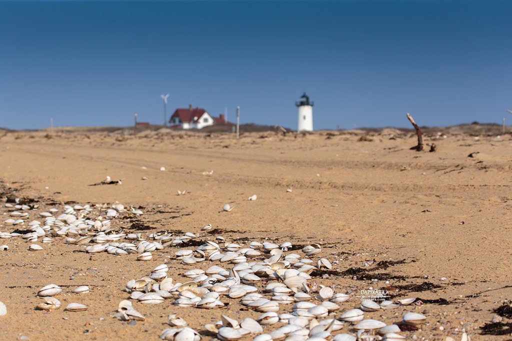 Race Point Lighthouse and clams. Cape Cod photos by https://dapixara.com