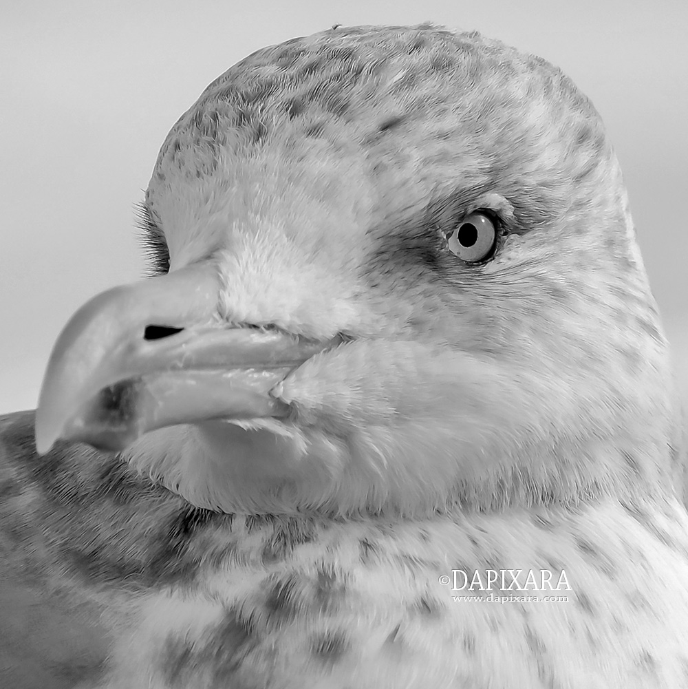 Seagull. Gull Black and White Photography. © Dapixara.
