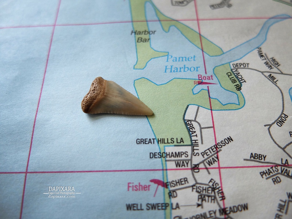 Shark tooth on Fisher beach in Truro, Cape Cod (Cape Cod Bay side). Dapixara photography https://dapixara.com