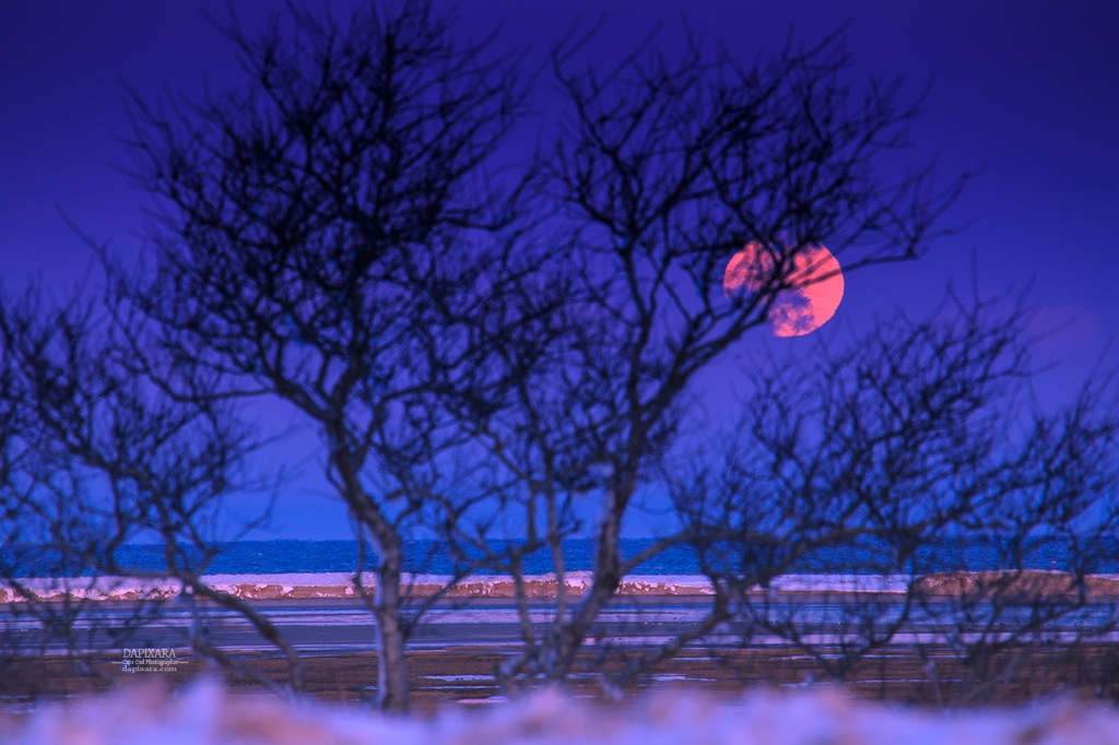 Tonight's Full Snow Moon at sunset from Skiff Hill, Eastham Cape Cod National Seashore. Dapixara photography https://dapixara.com