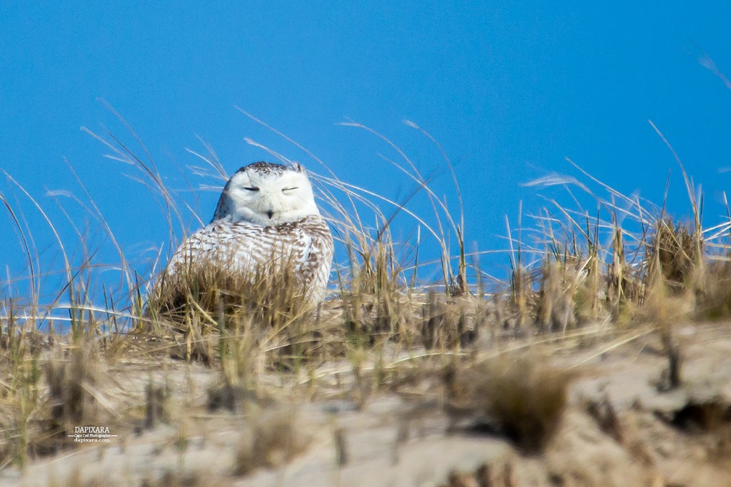 Snowy Owl, Provincetown dunes near Race Point lighthouse. Photo by Dapixara https://dapixara.com