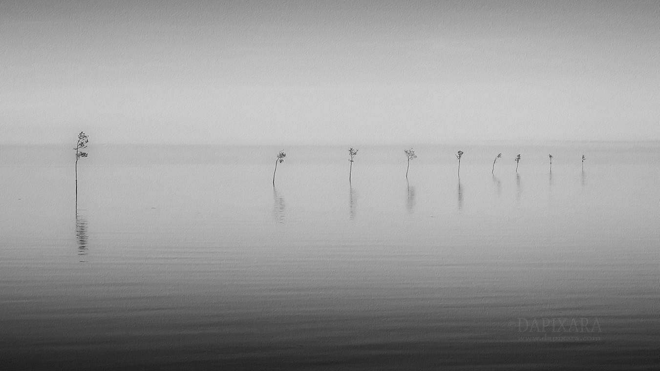 Bay Trees on Rock Harbor in Orleans, Mass. Black-and-white photography. © Dapixara.