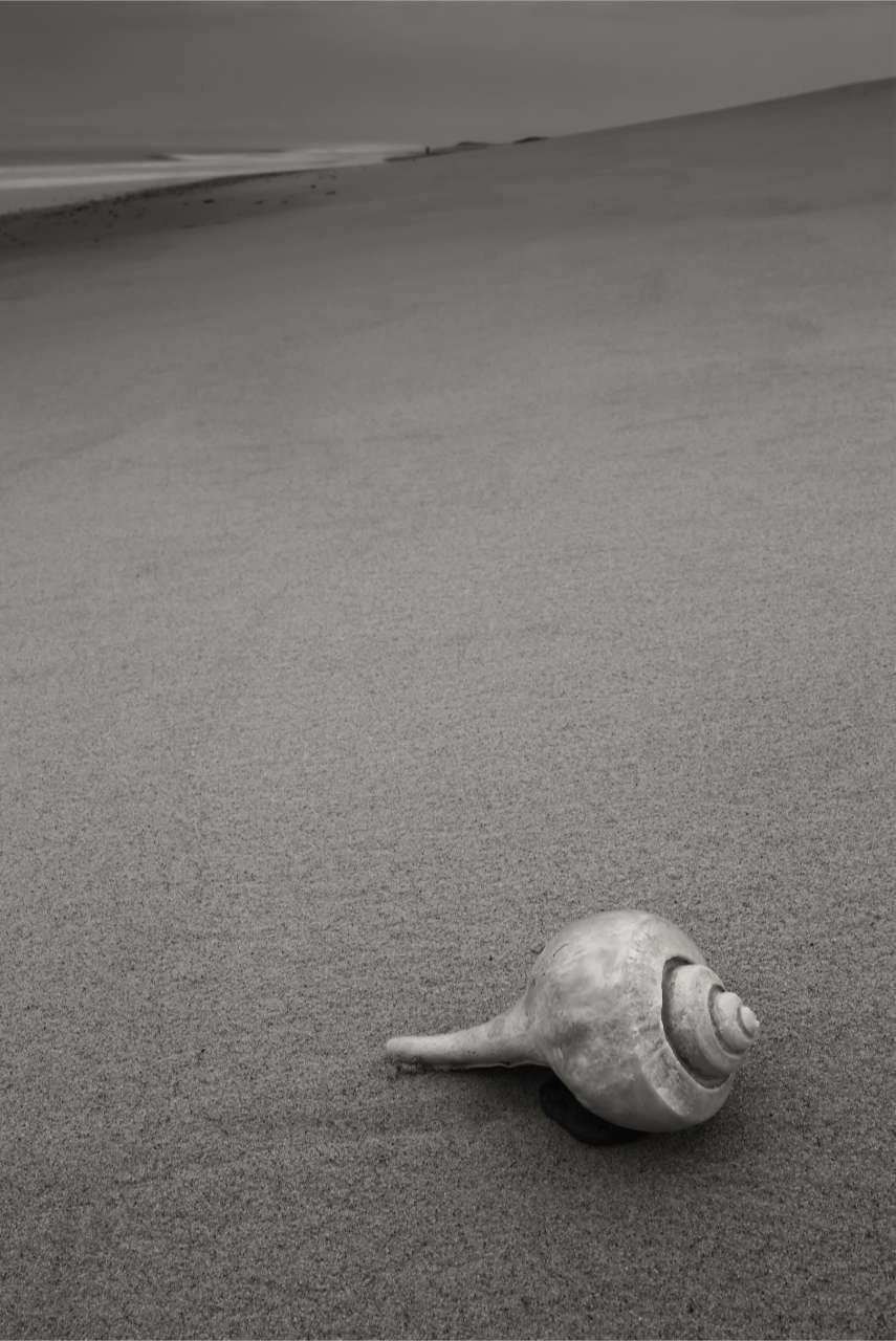Black and white artwork shell on the beach