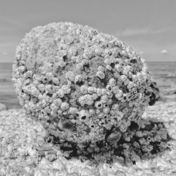 Black and White Ocean Life. Black and white photography. print for sale.