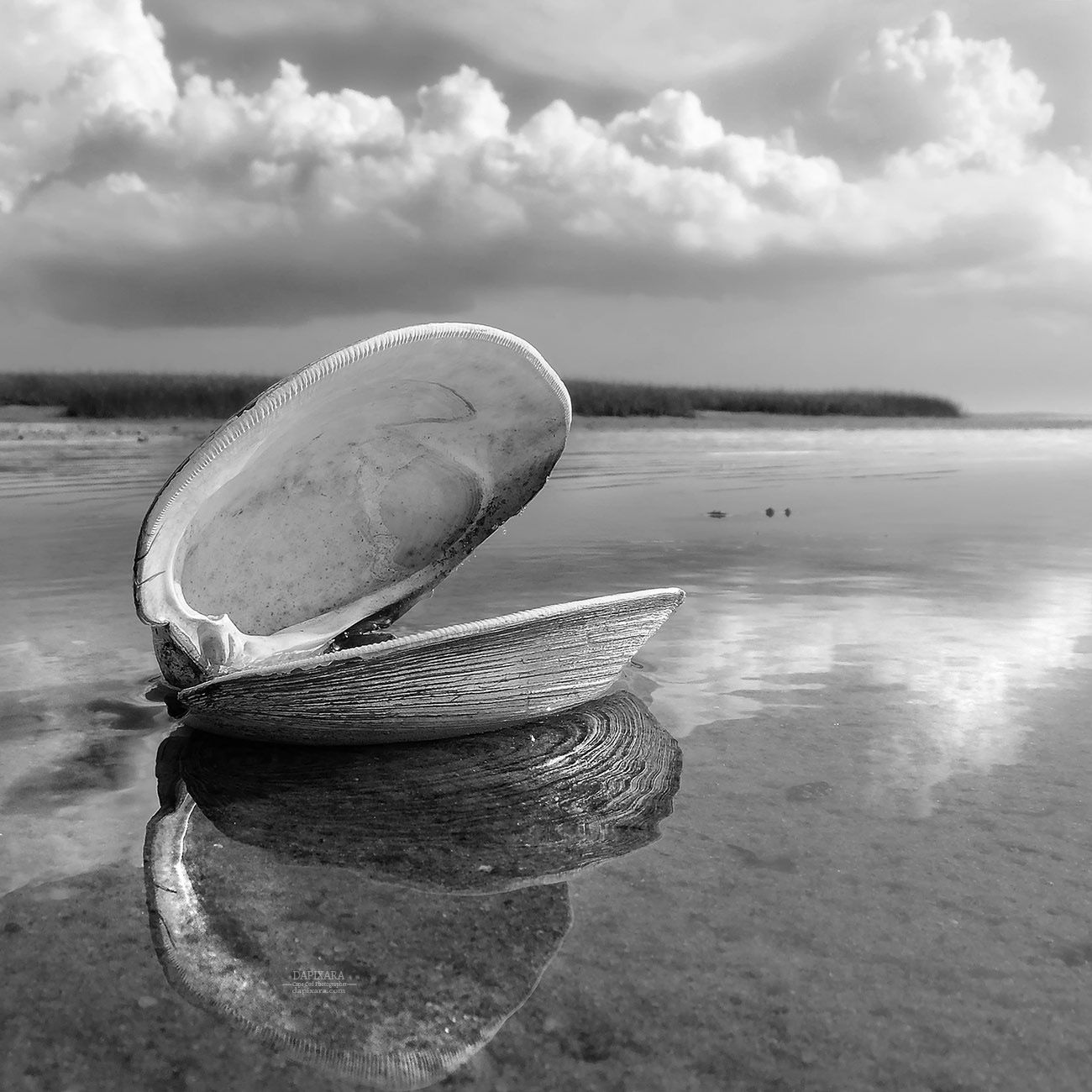 Black and white quahog shell. Black and white photography print by Dapixara