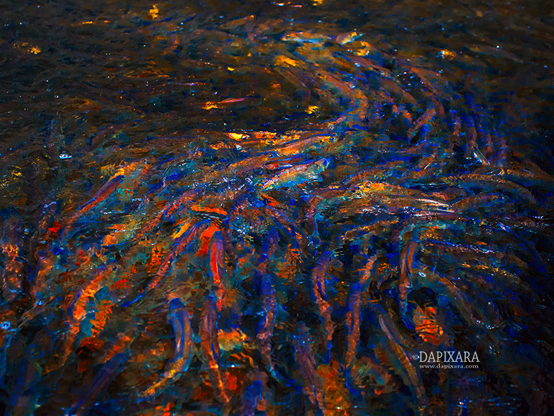 The Herring Run Abstract