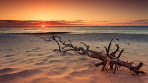 Fine art print. Driftwood and unbelievable ocean sunrise. Ocean artwork for sale by Cape Cod photographer  Dapixara. 