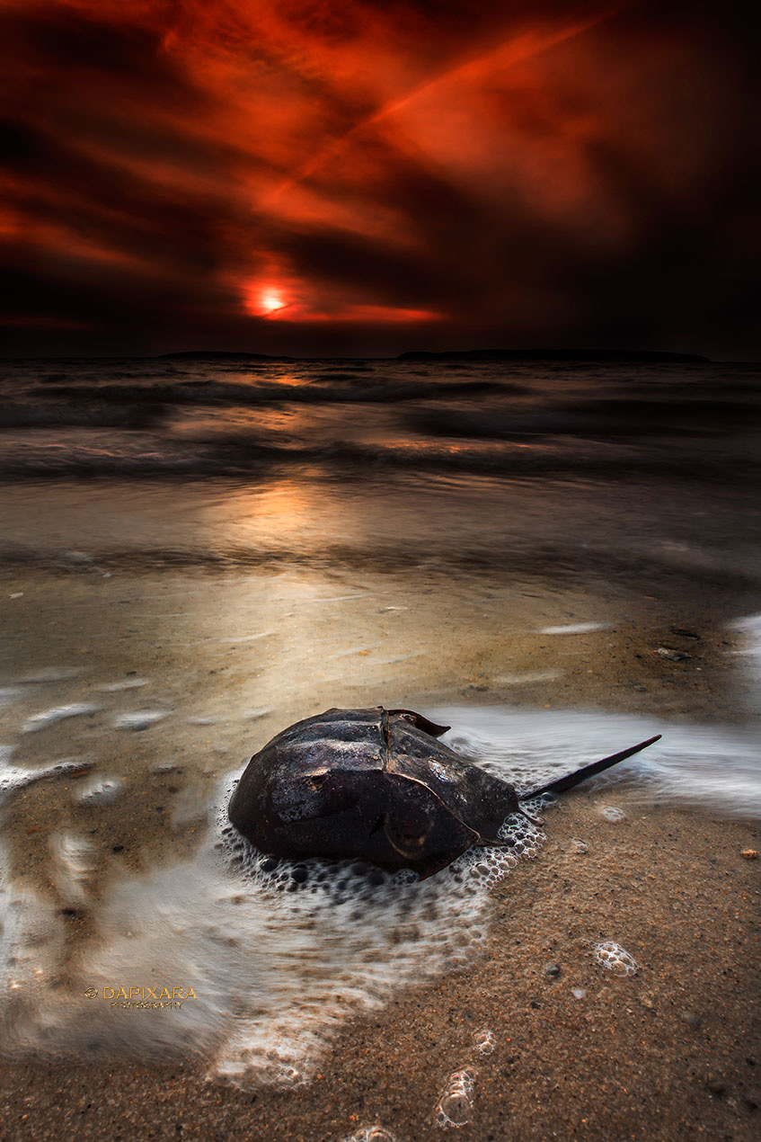 Horseshoe Crab and Sunset at Wellfleet Beach, Cape Cod National Seashore. © Dapixara Cape Cod photography. Amazing prints for sale available at https://dapixara.com