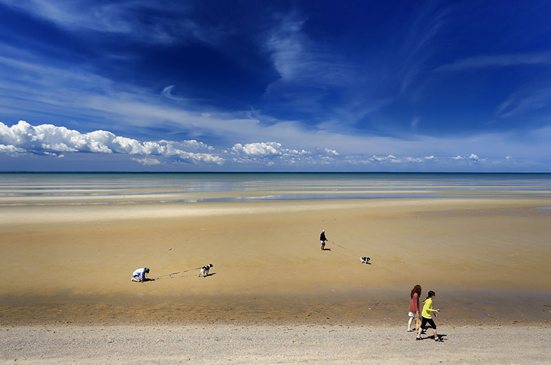 People With Dogs On The Beach - DAPIXARA