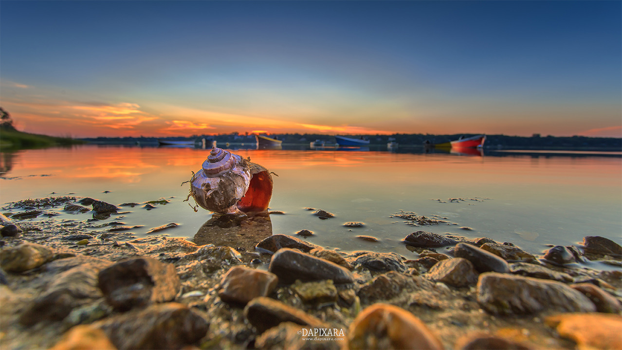Sunrise and Shell On The Beach. Photo by Cape Cod photographer Dapixara.